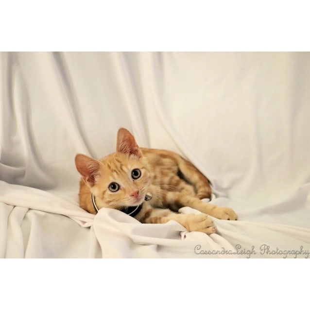 Austin - Male Domestic Short Hair Cat in NSW - PetRescue