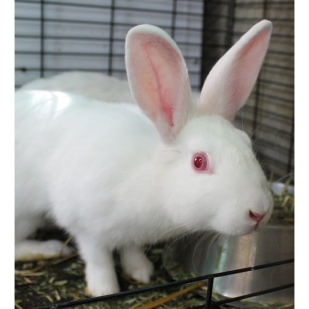 Lulu Female Bunny Rabbit Rabbit In Act Petrescue