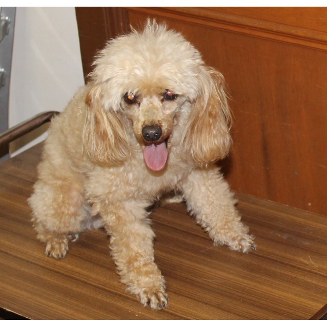 rescue toy poodles for adoption