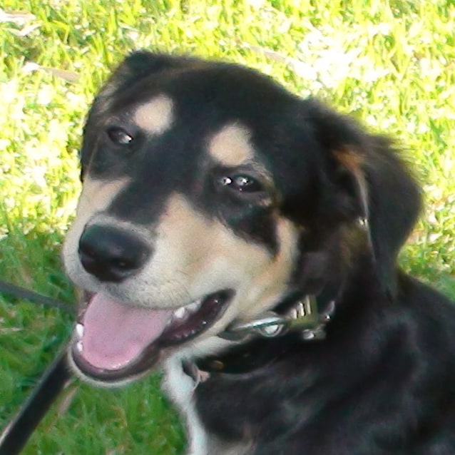 Remy Small Male Kelpie X Mini Pinscher Mix Dog In Wa Petrescue