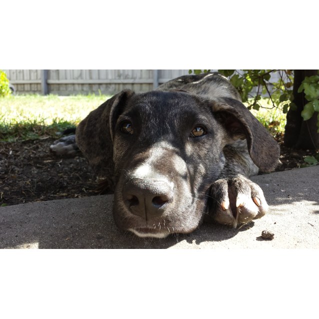 Scarface Claw Great Dane X Good With Cats Large Male Great Dane