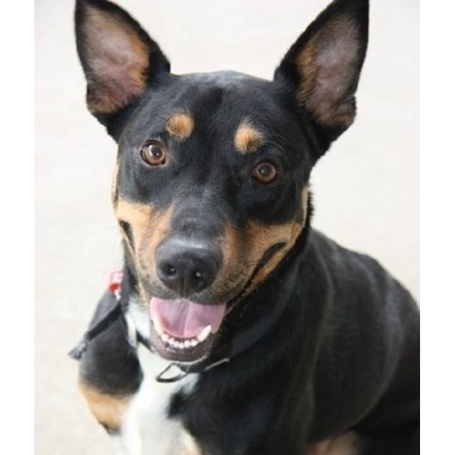Samson Large Male Border Collie x Rottweiler Mix Dog in QLD PetRescue