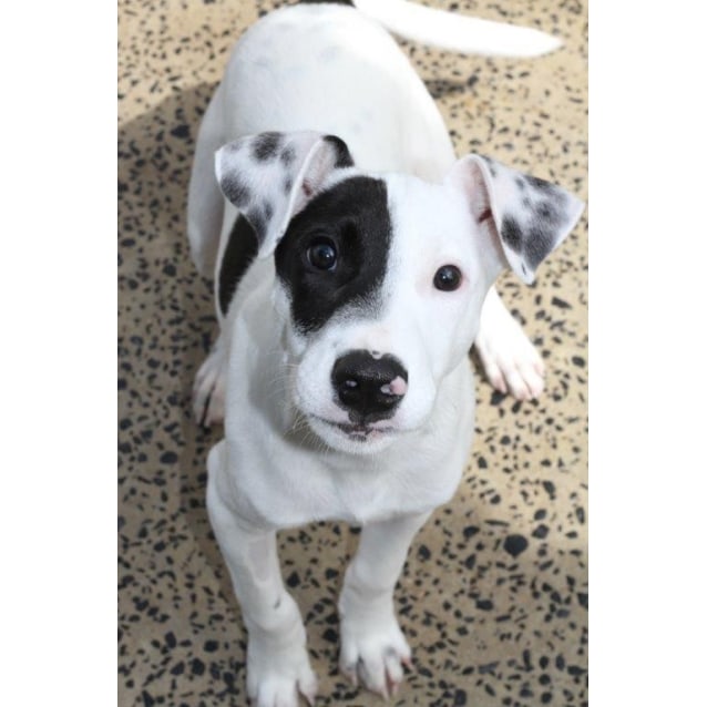 what does it mean when dogs sigh