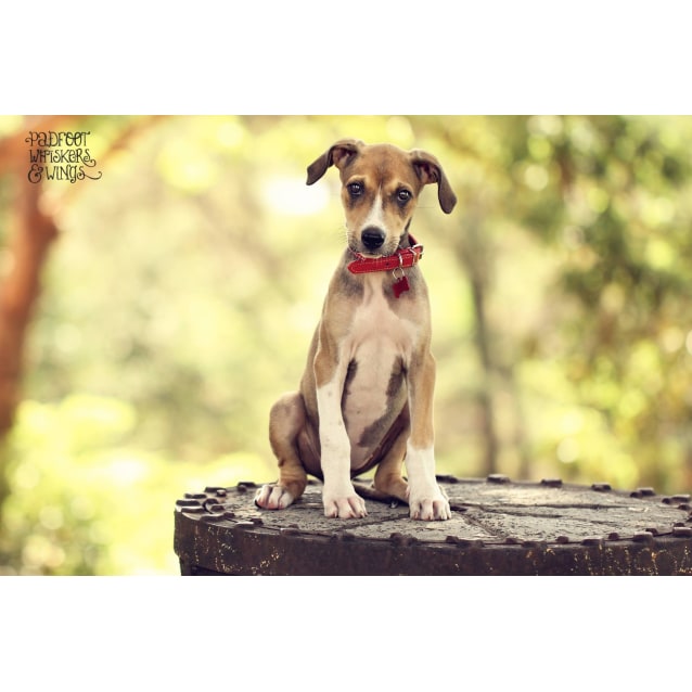 Layla - Large Female Beagle x Greyhound Mix Dog in NSW - PetRescue