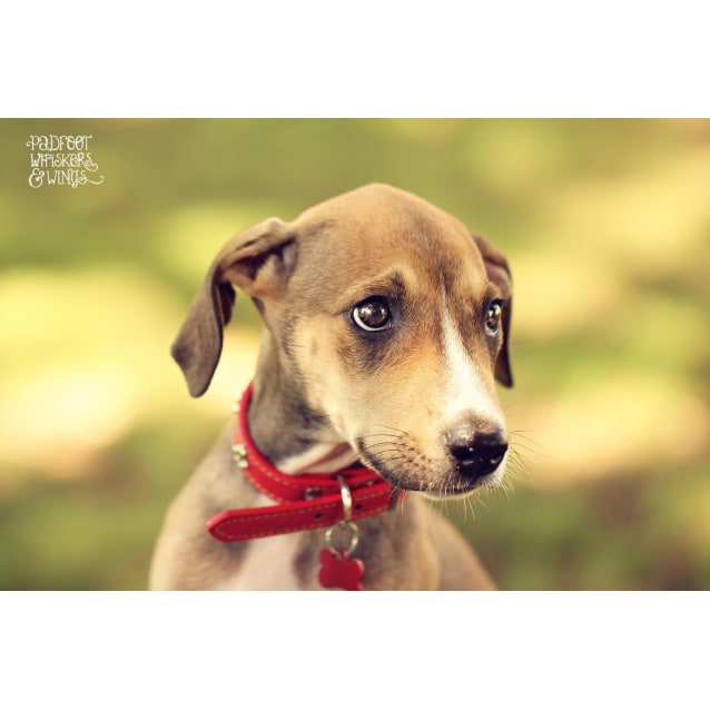 Layla - Large Female Beagle x Greyhound Mix Dog in NSW - PetRescue