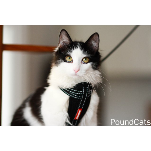 Pound Cats  Rupert  Male Domestic Medium Hair Cat  in NSW 