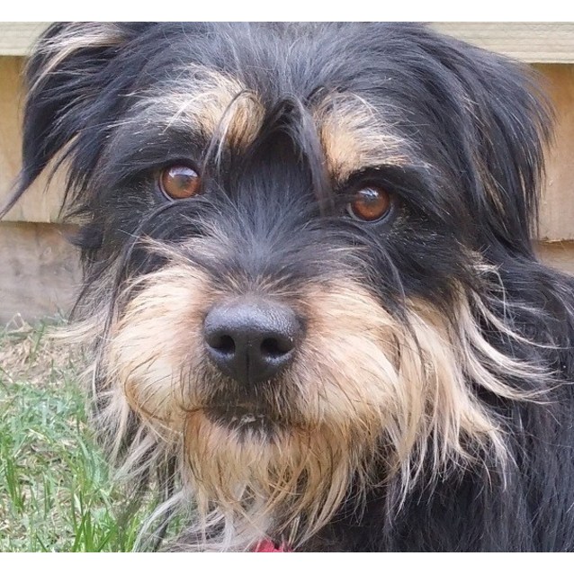 Annie Leannie Medium Female Rottweiler x Shih Tzu Mix Dog in VIC