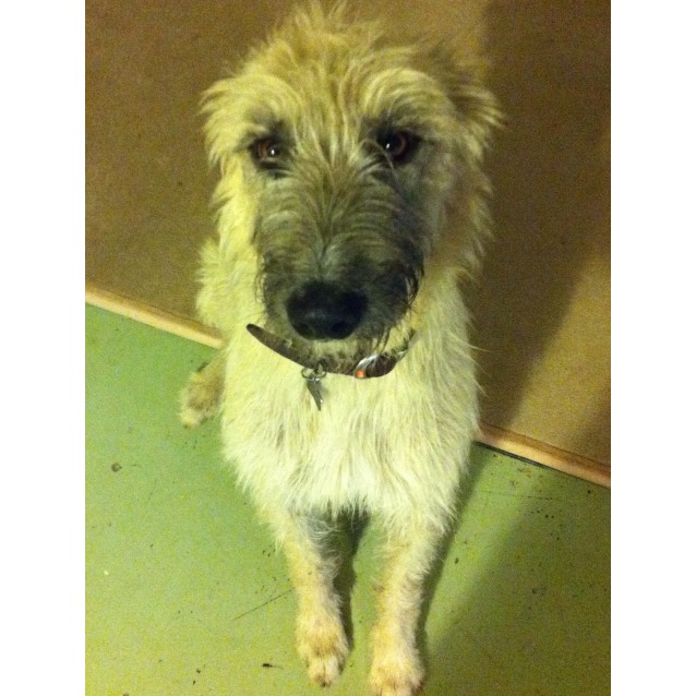 staghound x wolfhound