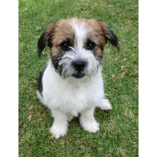 Rosie On Trial In Her New Home Small Female Jack Russell