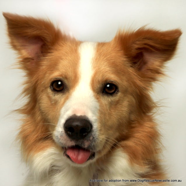 Ginger (On Trial 19/5/14) Medium Female Border Collie Dog in NSW