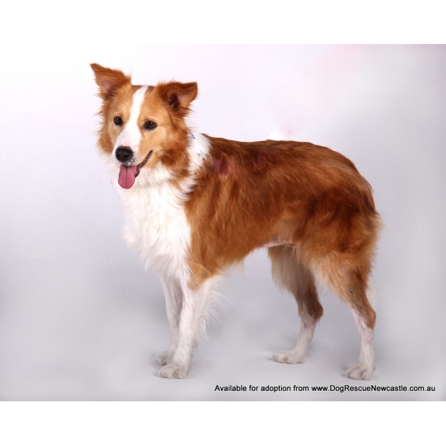 Ginger (On Trial 19/5/14) Medium Female Border Collie Dog in NSW