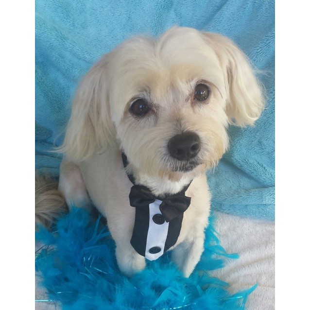 Moki - Small Male Maltese x Shih Tzu Dog in QLD - PetRescue