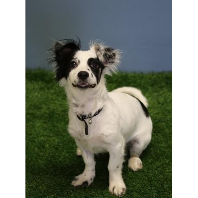 papillon jack russell mix