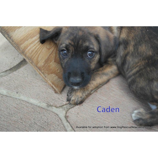 brindle puppies for adoption near me