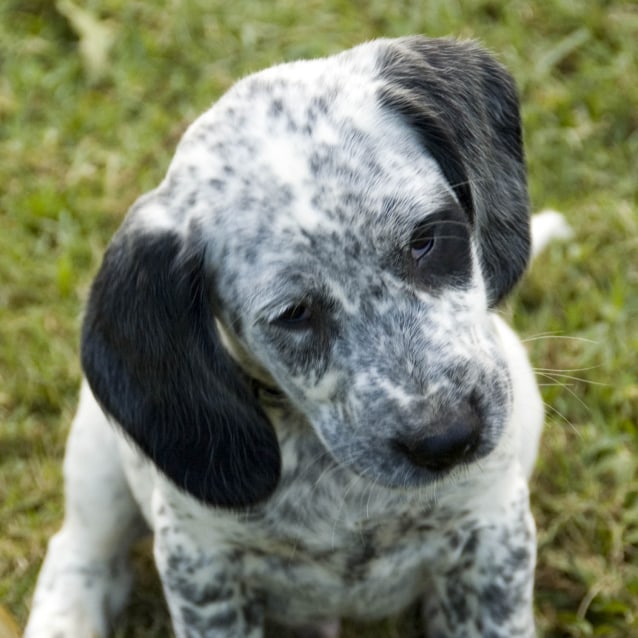 blue heeler and cocker spaniel mix