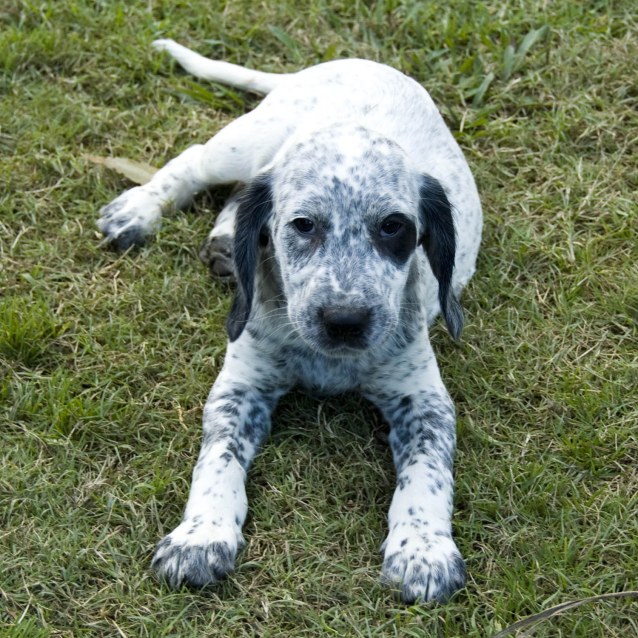 Fletch Medium Male Australian Cattle Dog x Cocker Spaniel, English