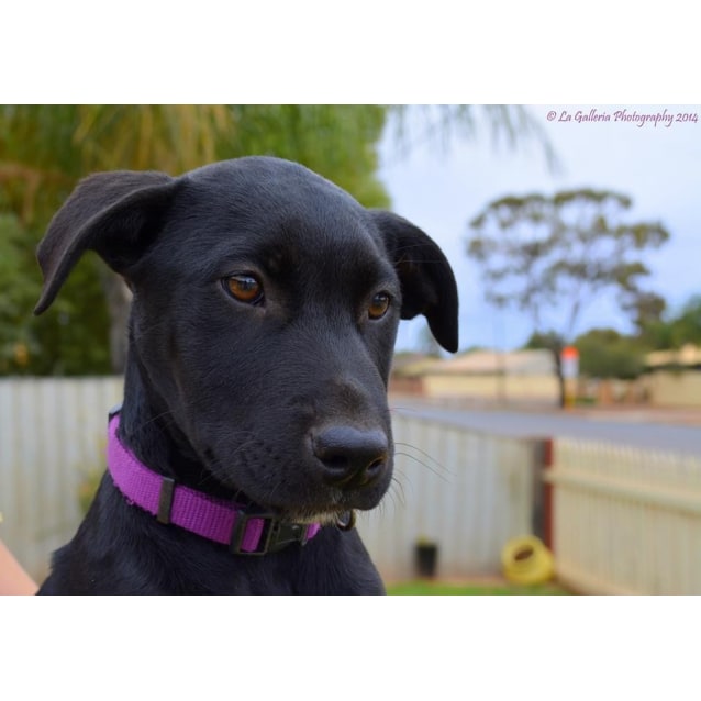 black lab x kelpie