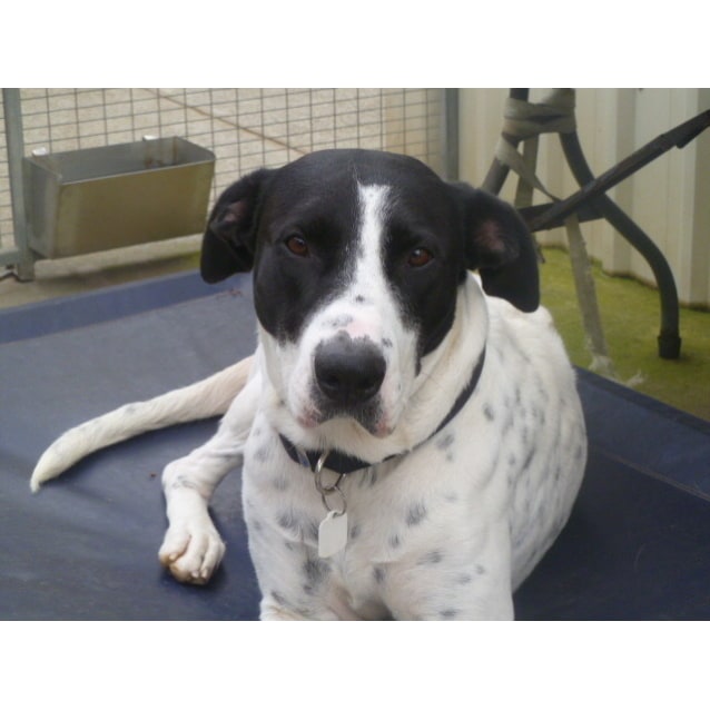 ridgeback pointer mix