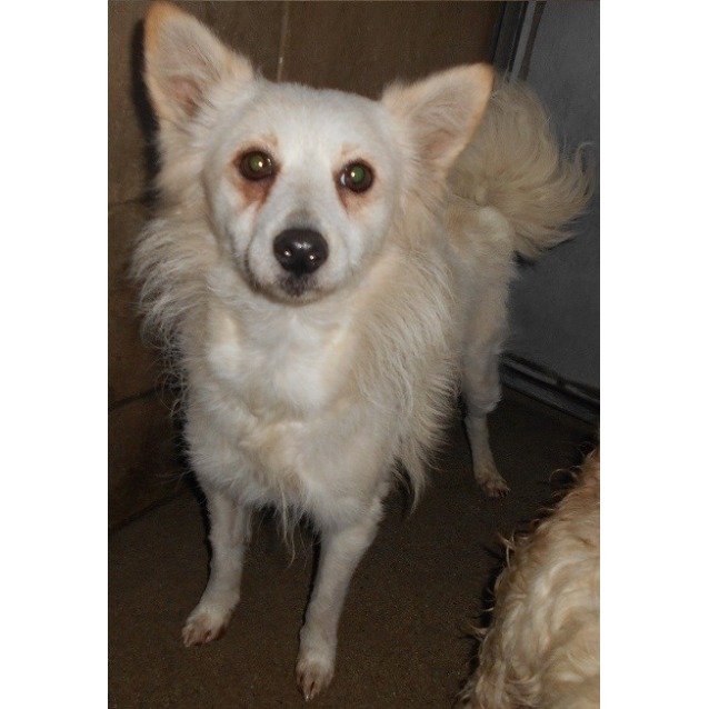 japanese spitz cross chihuahua