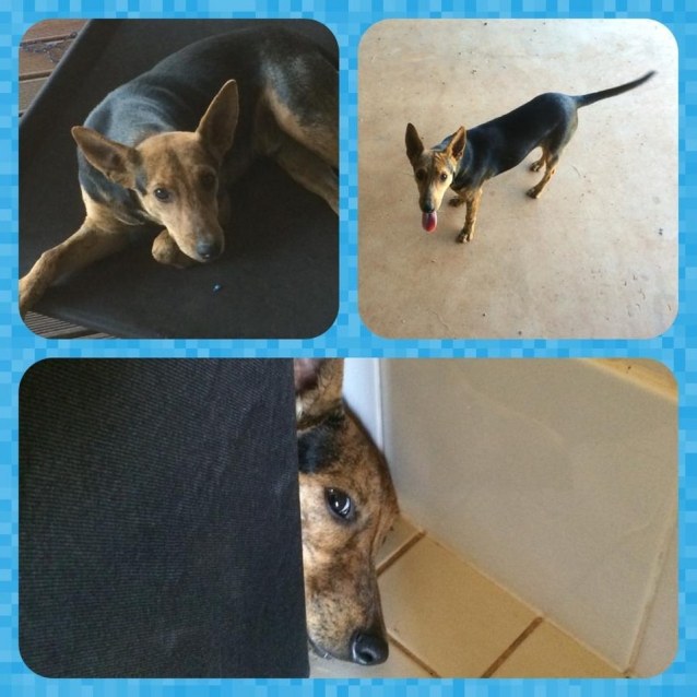 jackson dog