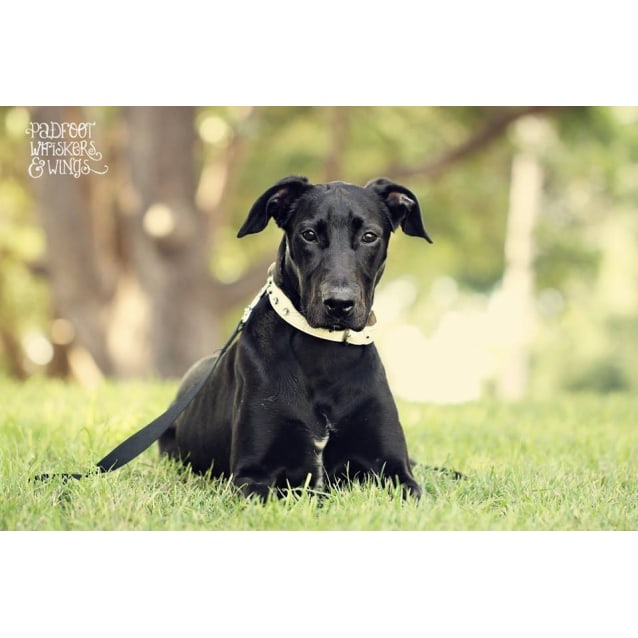 Gracie Large Female Greyhound x Labrador Mix Dog in NSW PetRescue