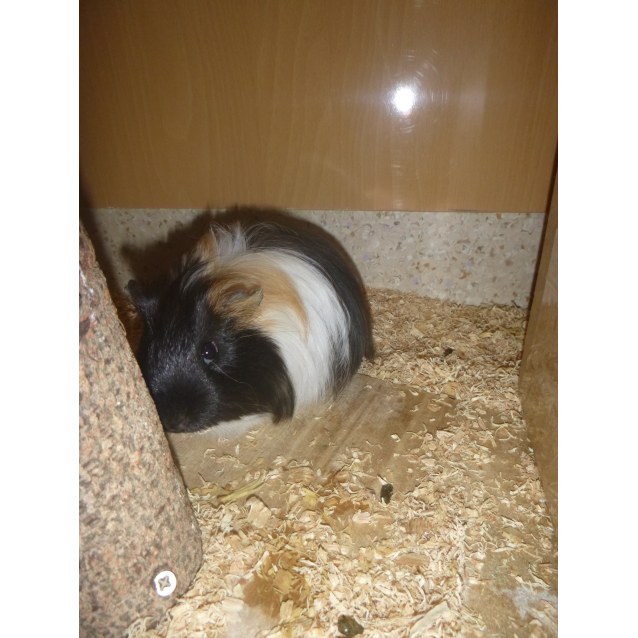 Martin Freeman Male Short Hair Sheltie Guinea Pig In Nsw Petrescue