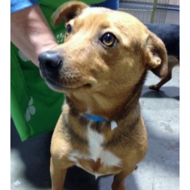 Charlie 795874 Small Male Jack Russell Terrier Mix Dog In Vic Petrescue