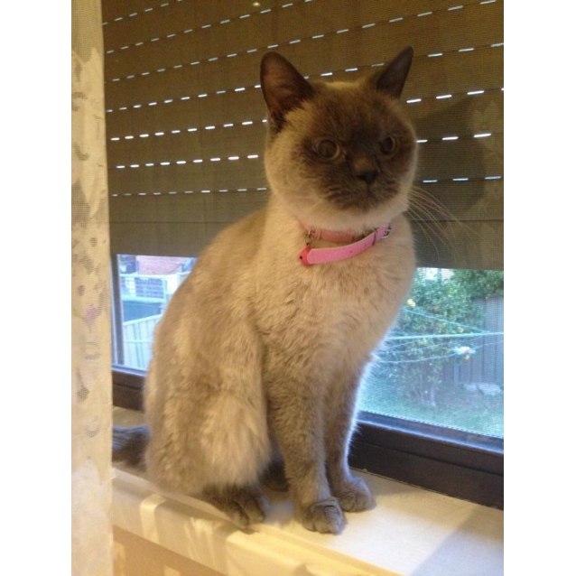 Mishca Female British Shorthair Cat In Nsw Petrescue
