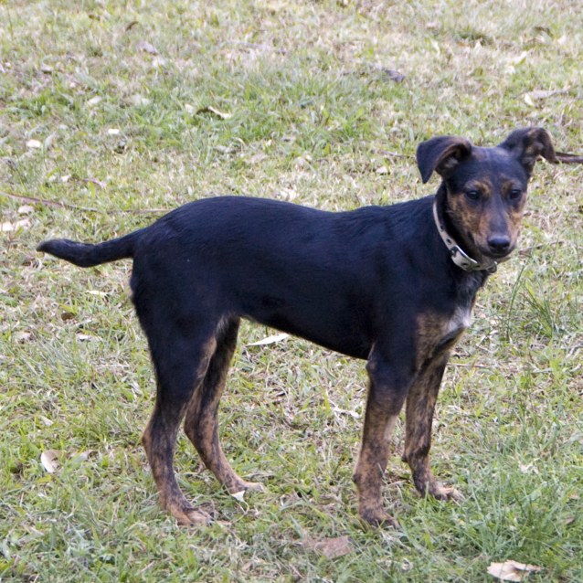 Australian Cattle Dog Whippet Mix