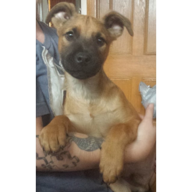 bullmastiff cross puppies