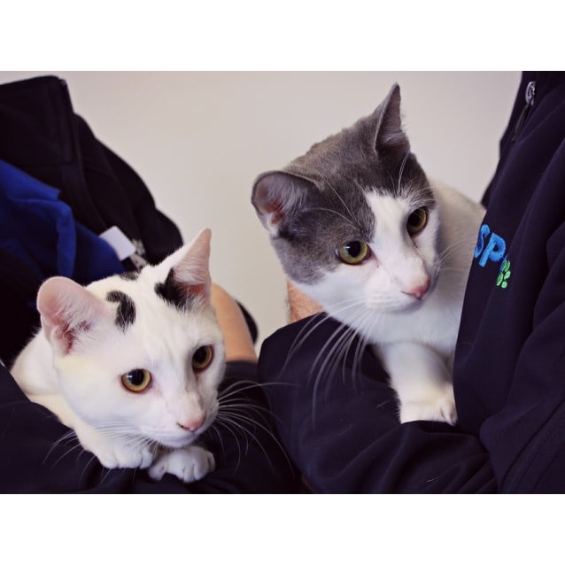 SplinterCats Of The Week Male Domestic Short Hair Mix Cat in SA PetRescue