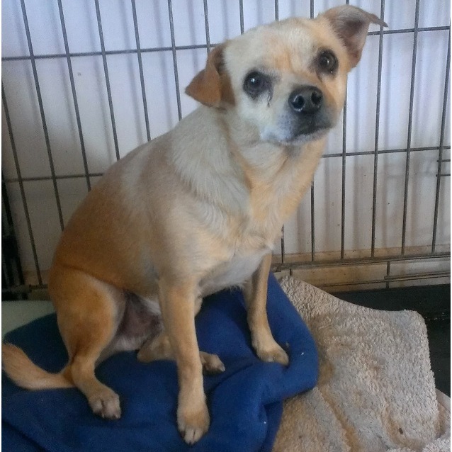 tibetan spaniel x chihuahua