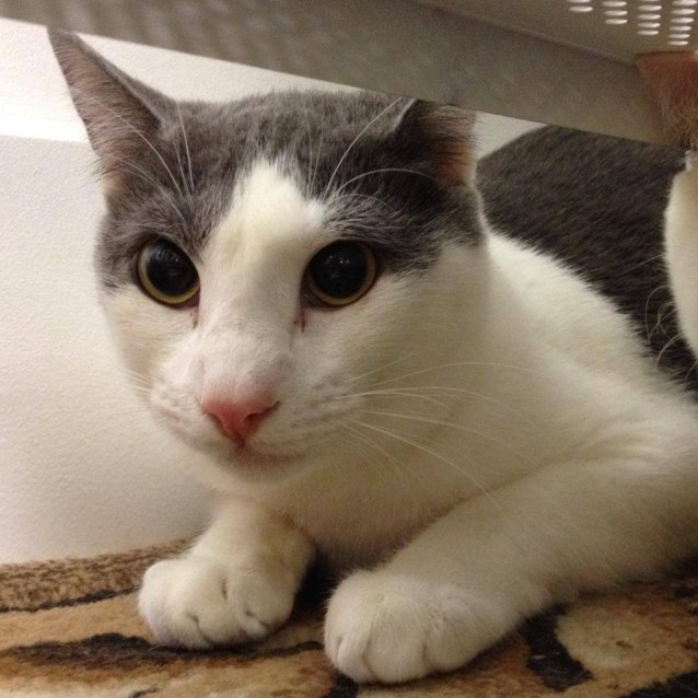 Splinter Male Domestic Short Hair Cat in SA PetRescue