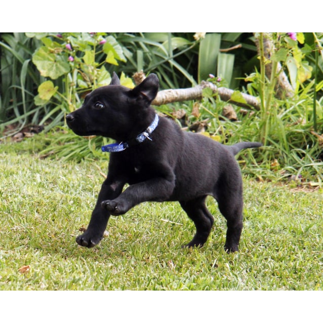 Mr Tangles (On Trial 19/9/14) Lab x kelpie puppy Medium Male Kelpie