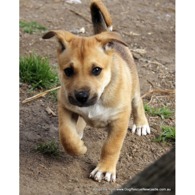 akita german shepherd puppy