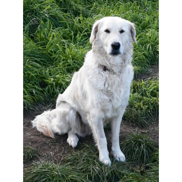 Kushu Large Female Golden Retriever X Maremma Sheepdog Mix Dog In Nsw Petrescue