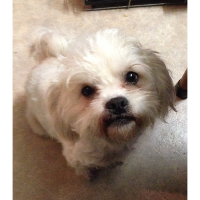 Betsy - Small Female Maltese x Shih Tzu Dog in VIC - PetRescue