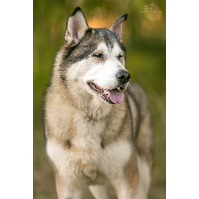 husky malamute german shepherd mix