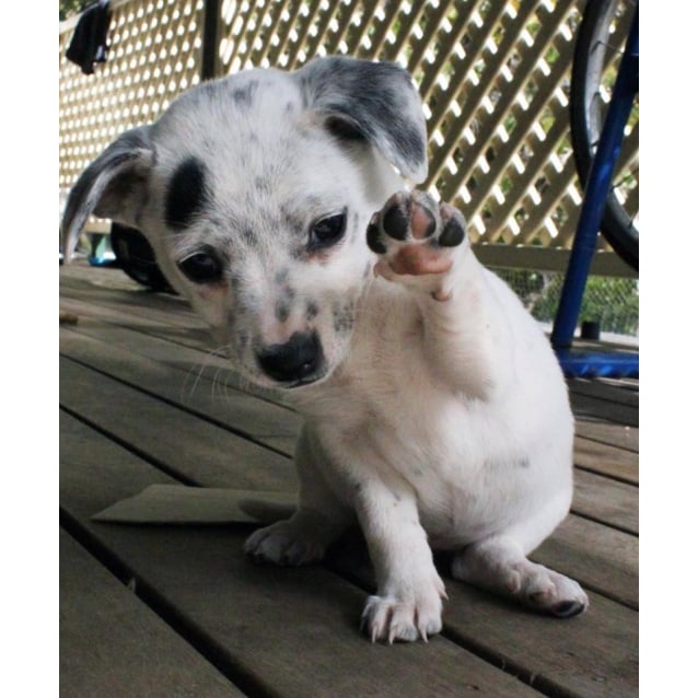 cattle dog pomeranian mix
