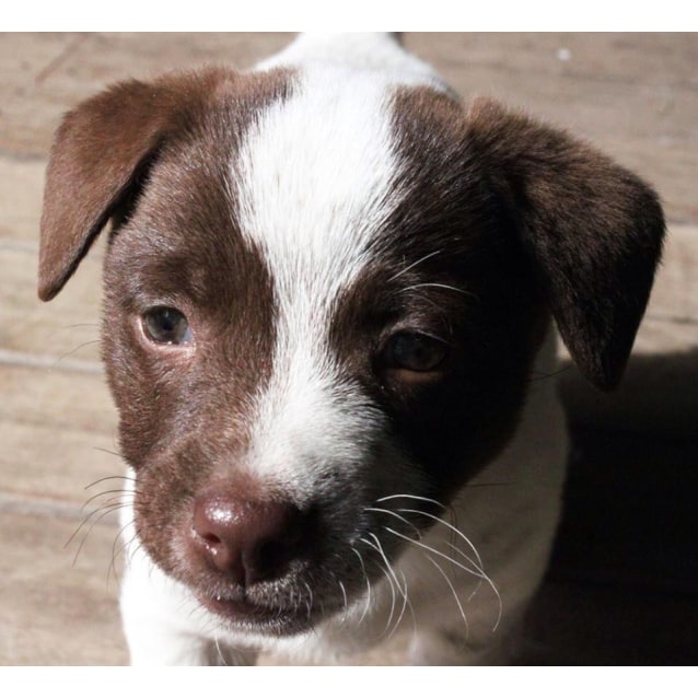 cattle dog pomeranian mix