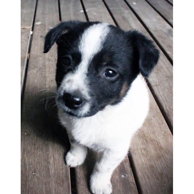 cattle dog pomeranian mix