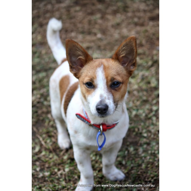 dachshund x fox terrier