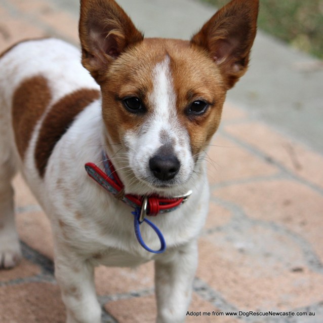 dachshund x fox terrier