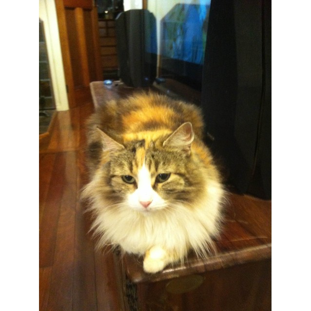 Pie Female Domestic Medium Hair Cat In Qld Petrescue