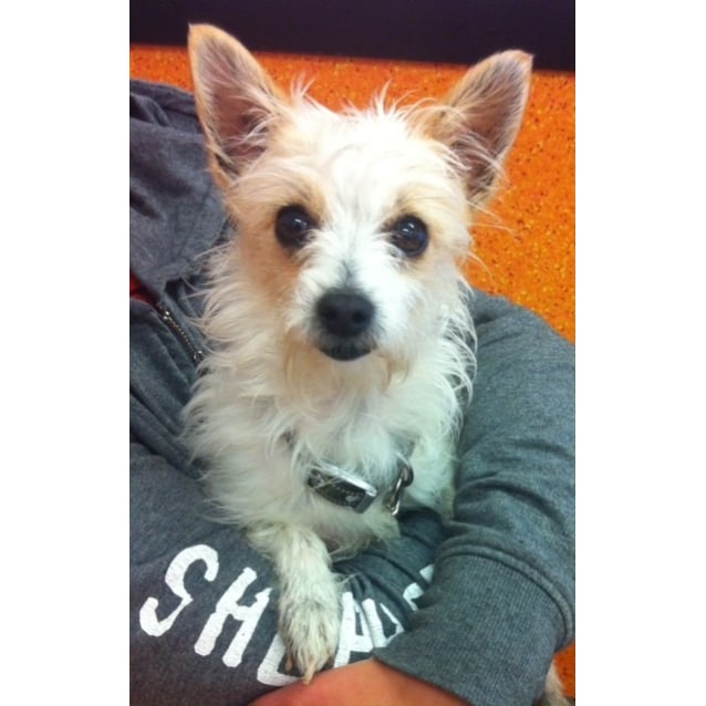 Lily Small Female Miniature Fox Terrier X Long Hair Chihuahua