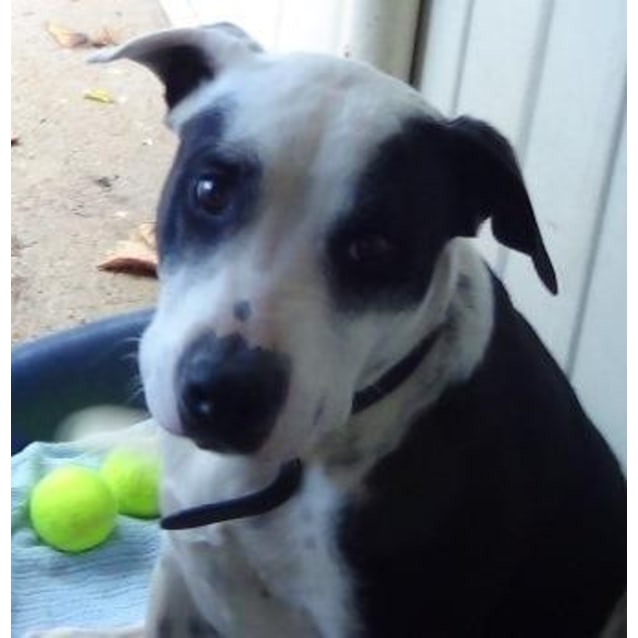 american bulldog cross kelpie