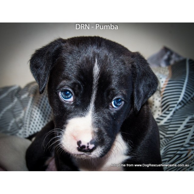 golden cocker retriever near me