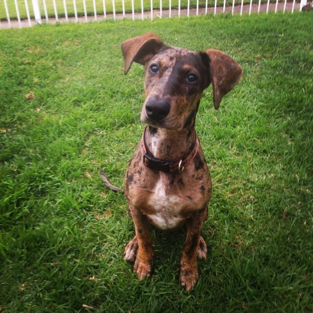 dachshund and great dane mix