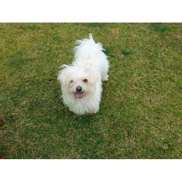 Bundy Small Male Maltese X West Highland White Terrier Dog