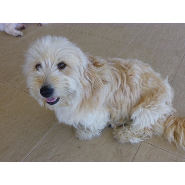 dachshund and maltese